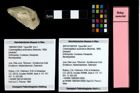 Foto (Objekt + Etiketten) von Cracensigillatus acutirostrus (Moericke, 1889) 